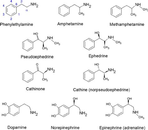 phenylethylamine are similar to